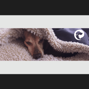 A brown dog relaxed and sleeping under a blanket.