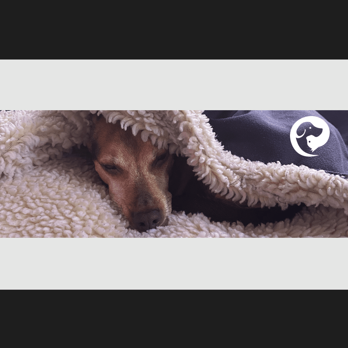 A brown dog relaxed and sleeping under a blanket.