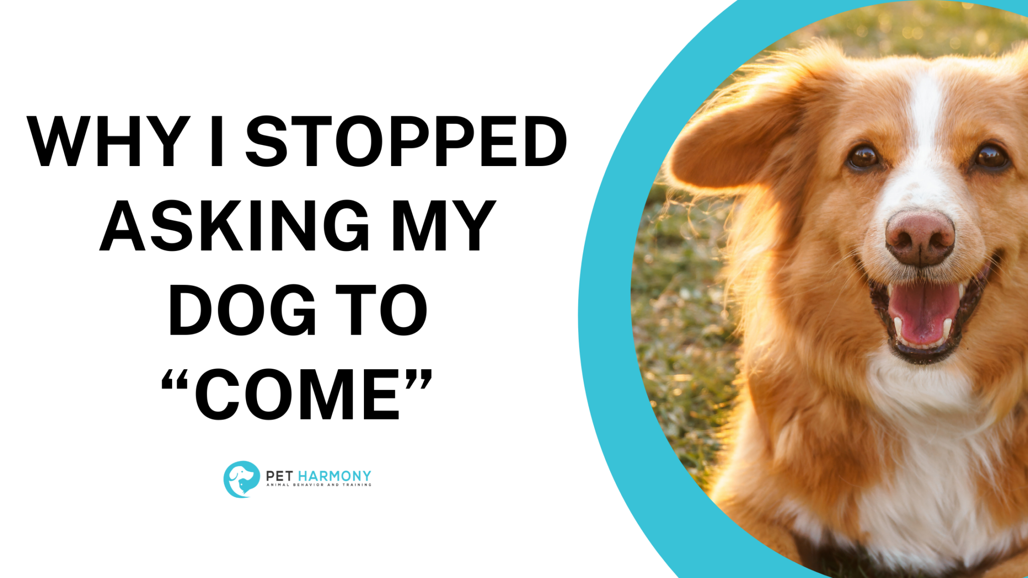 Why I Stopped Asking My Dog to Pet Harmony
