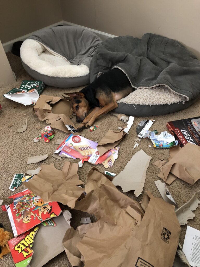A black and brown dog snuggled into a bed with front paws outstretched on some shredded brown paper. There is a pile of shredded cardboard and paper in front of him.