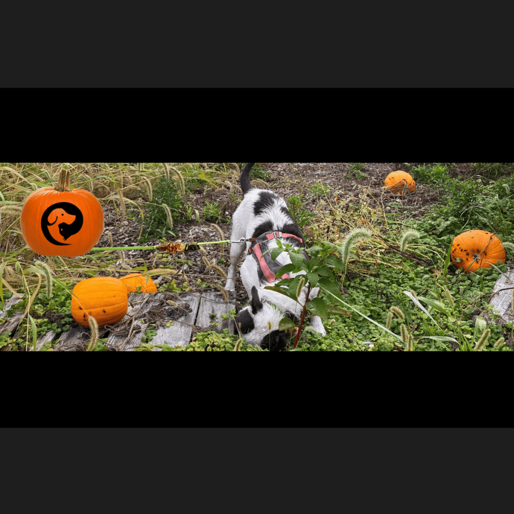 A scruffy white and dark grey dog sniffing in a pumpkin patch, a real Halloween enrichment activity!