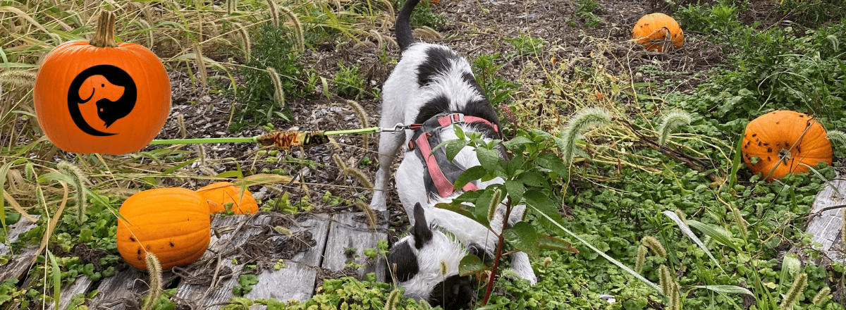 A scruffy white and dark grey dog sniffing in a pumpkin patch, a real Halloween enrichment activity!