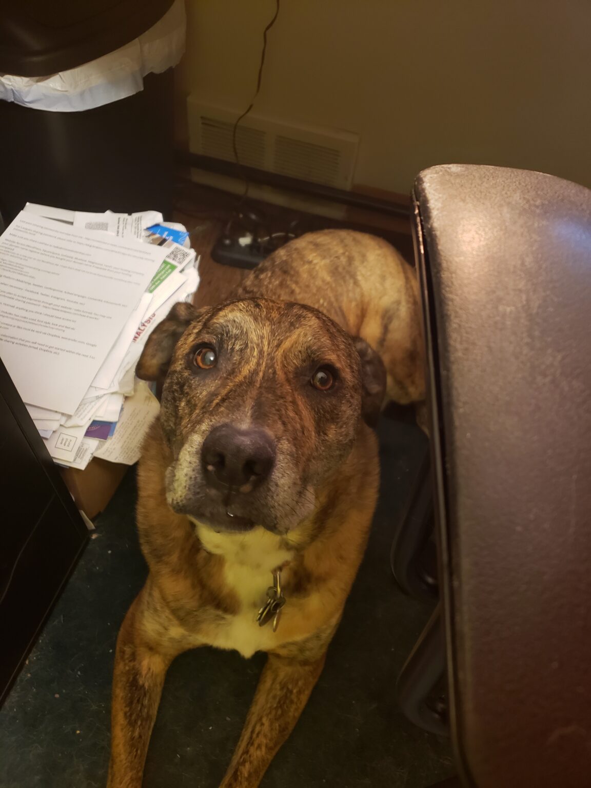 5 Free, LowCost, or DIY Enrichment Ideas for Dogs Pet Harmony