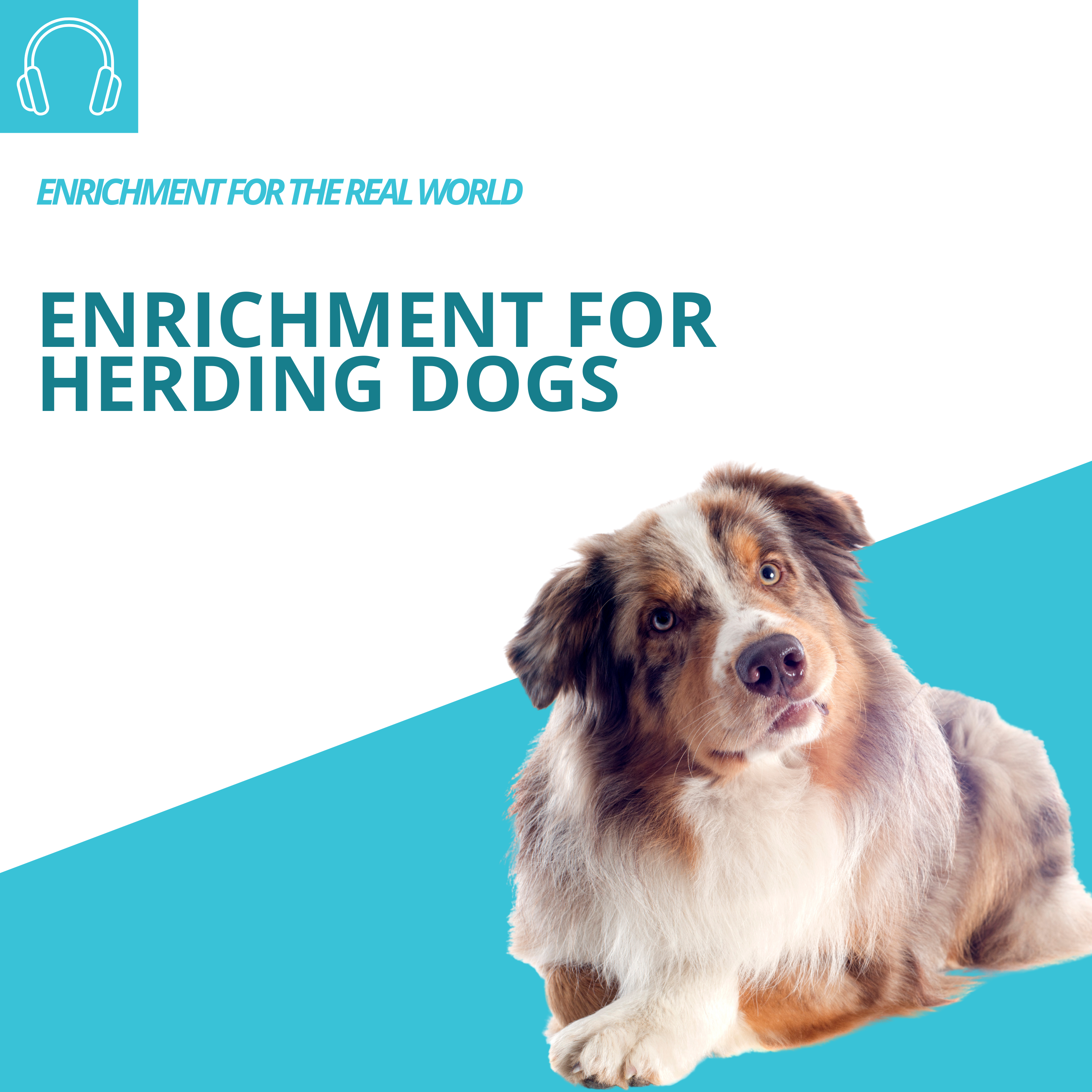 Enrichment Ideas For Pets - Blog - Love on a Leash