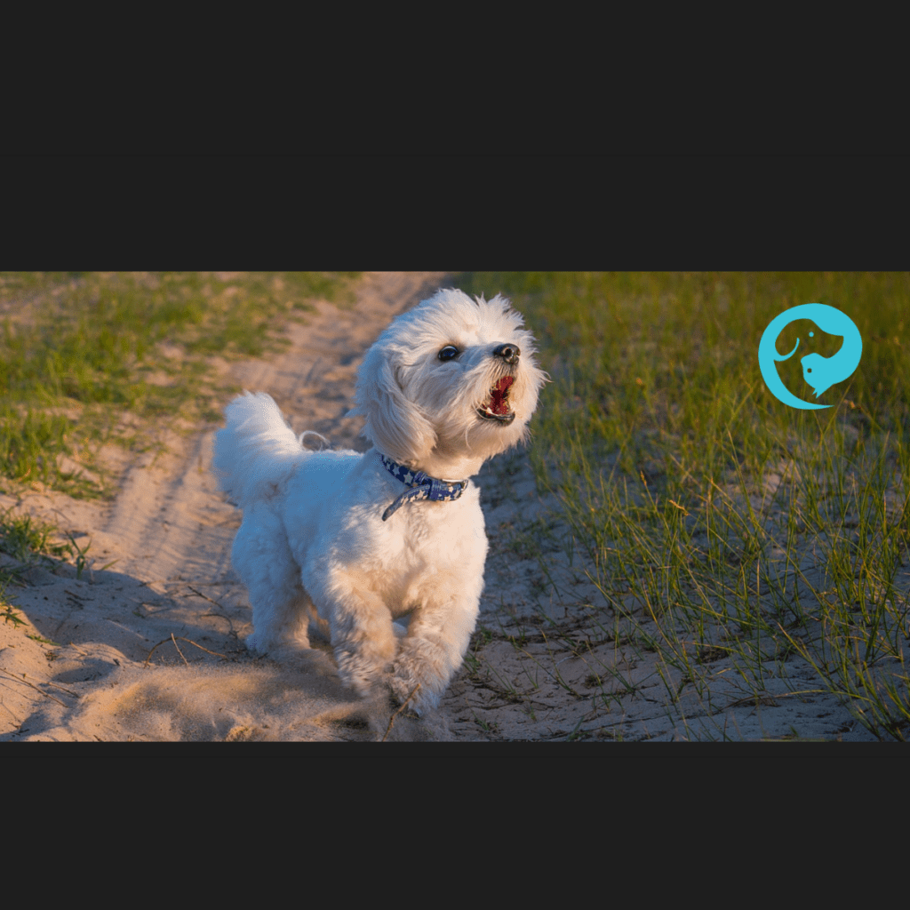 A white dog barking toward an unknown trigger. Understanding why dogs bark and what to do.