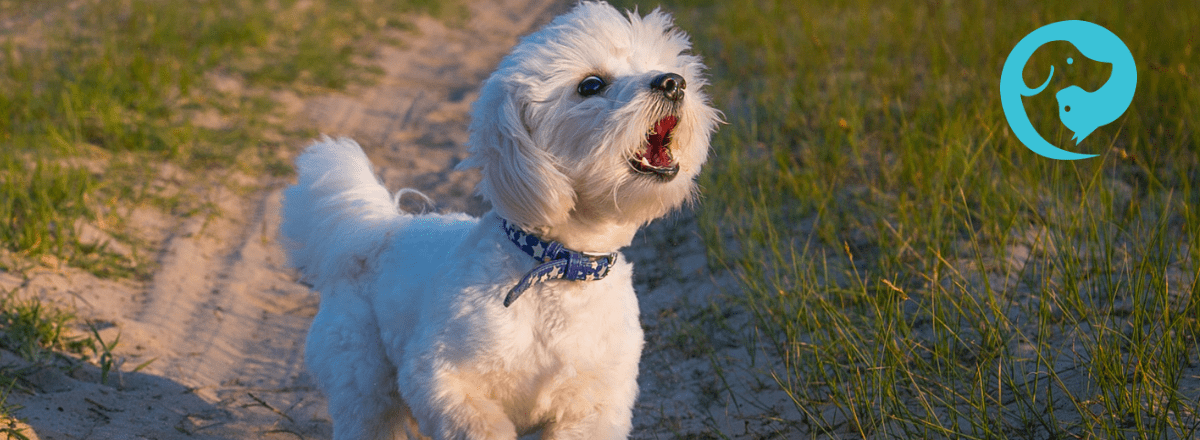 A white dog barking toward an unknown trigger. Understanding why dogs bark and what to do.