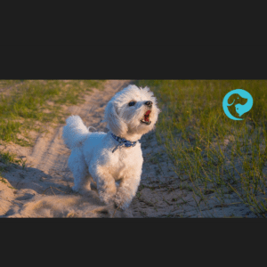 A white dog barking toward an unknown trigger. Understanding why dogs bark and what to do.