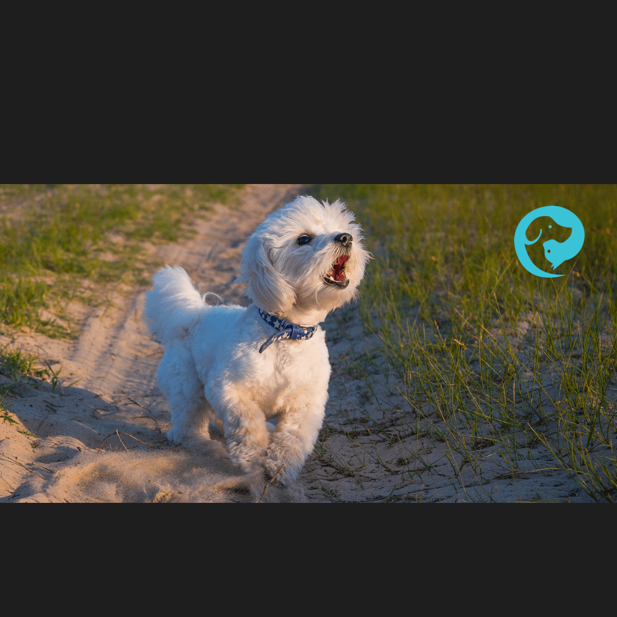 A white dog barking toward an unknown trigger. Understanding why dogs bark and what to do.