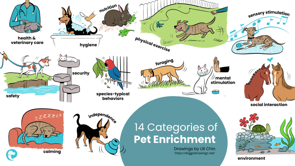Illustrations of different pets showcasing the 14 categories of pet enrichment. Drawings by Lili Chin.