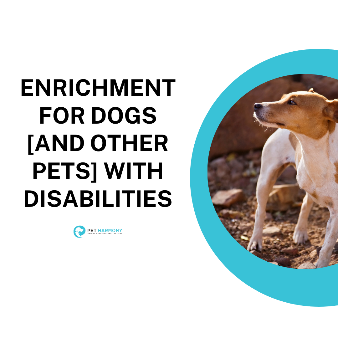 Enrichment for Dogs [and other pets] With Disabilities Pet Harmony
