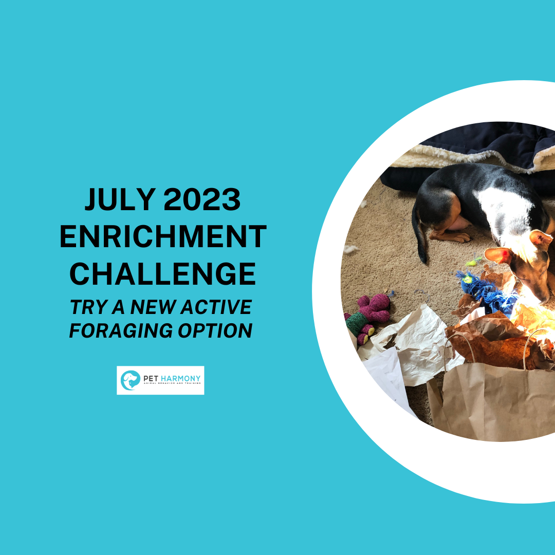 July 2023 Enrichment Challenge Try a New Active Foraging Option Pet