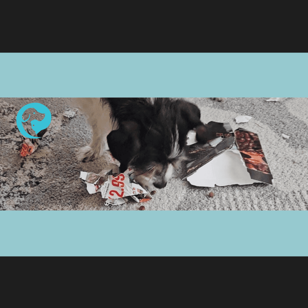 A scruffy dog shredding cardboard and eating kibble. DIY foraging puzzle for dogs.