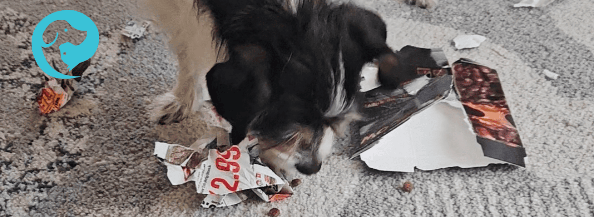 A scruffy dog shredding cardboard and eating kibble. DIY foraging puzzle for dogs.