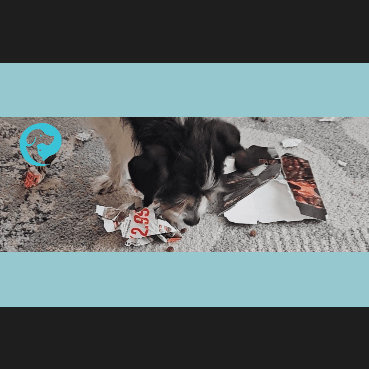 A scruffy dog shredding cardboard and eating kibble. DIY foraging puzzle for dogs.