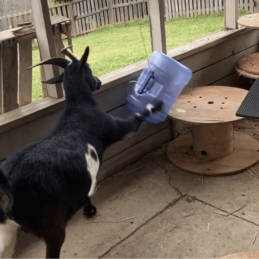 a black and white goat kicking a 5 gallon water bottle with his front hoof to knock out treats. DIY enrichment for goats.