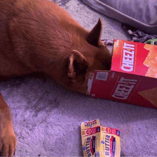 A red dog with his face in a large box of cheez-its. DIY enrichment for dogs.
