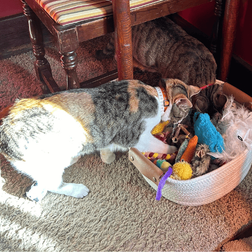A calico and tabby cat sniffing and pawing in their toy basket to find treats. DIY enrichment for cats.