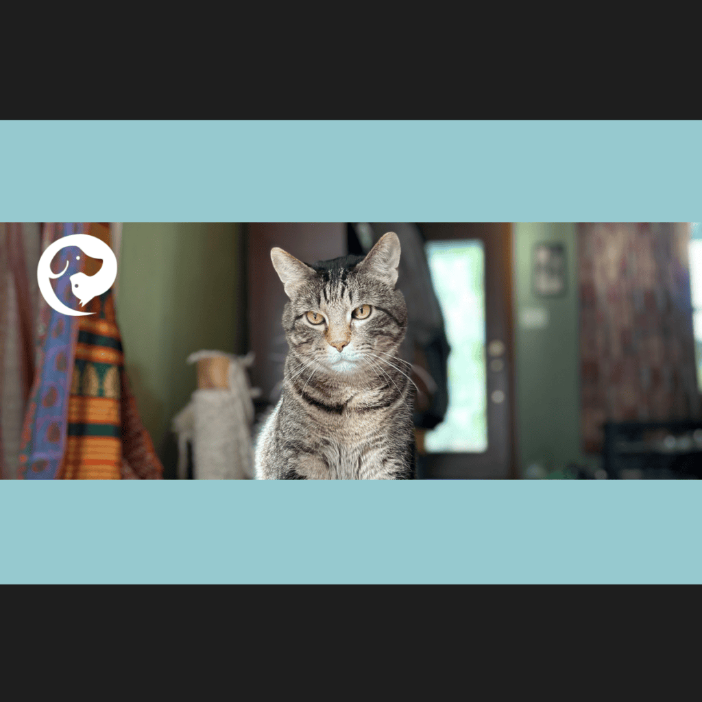 A tabby cat looking into the camera. Cat won't use litter box? Frank the cat will.