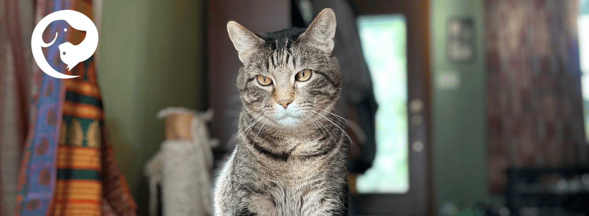 A tabby cat looking into the camera. Cat won't use litter box? Frank the cat will.