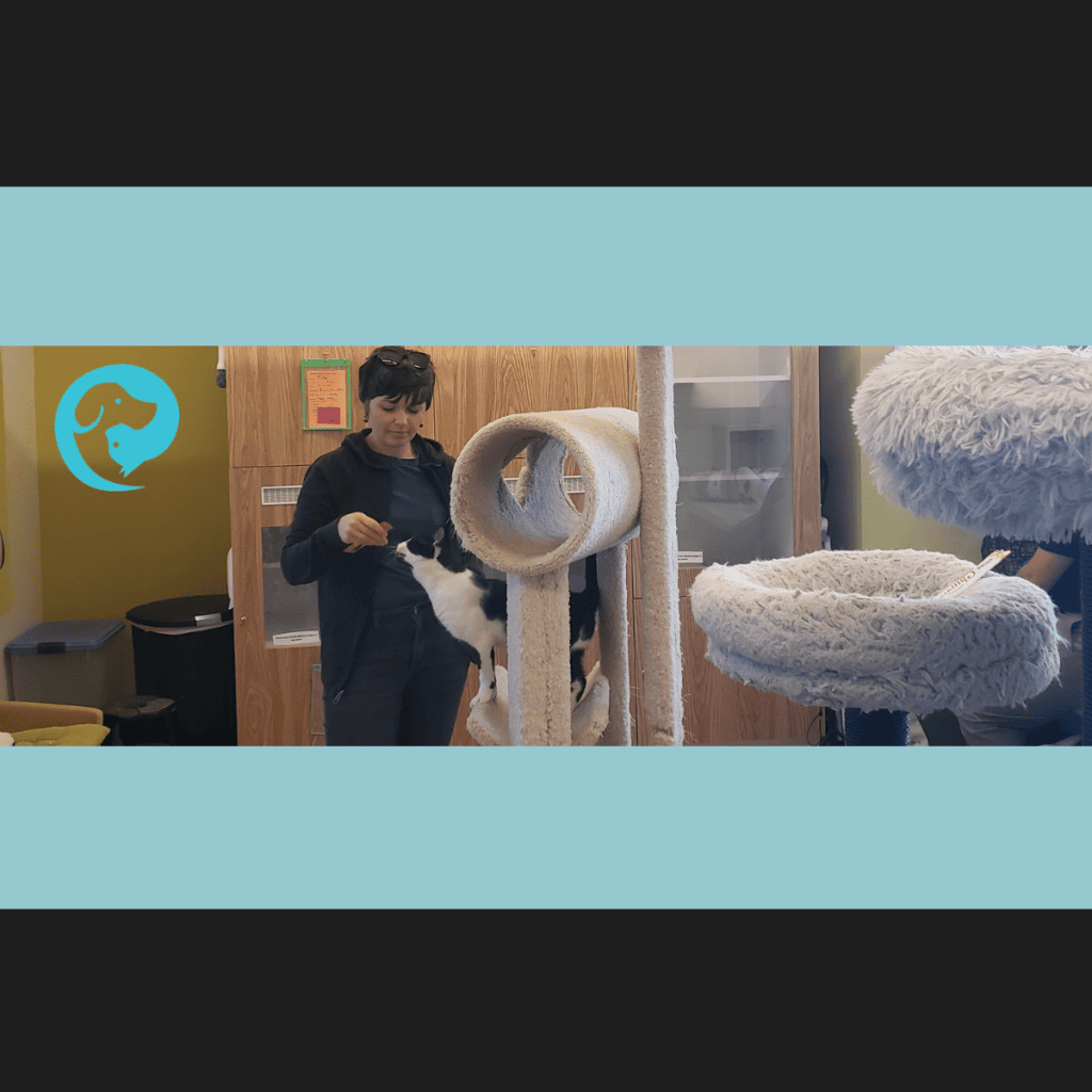 A pet trainer standing next to a cat in a cat tree, feeding the cat a lickable treat.