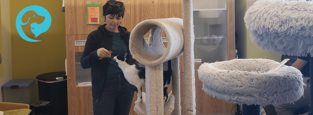 A pet trainer standing next to a cat in a cat tree, feeding the cat a lickable treat.