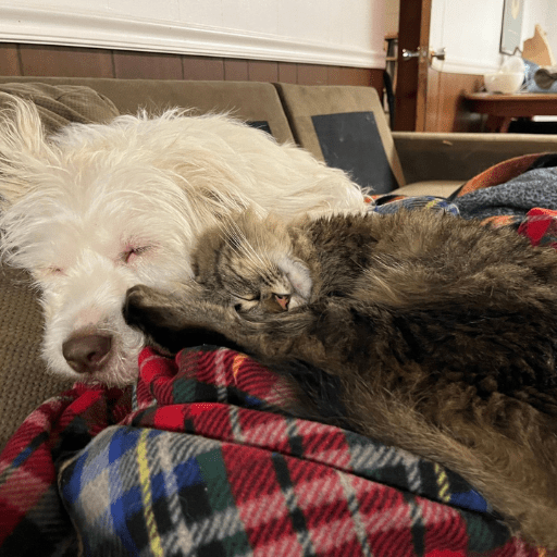 A long haired tabby cat cuddles up next to a fluffy white dog on a couch.