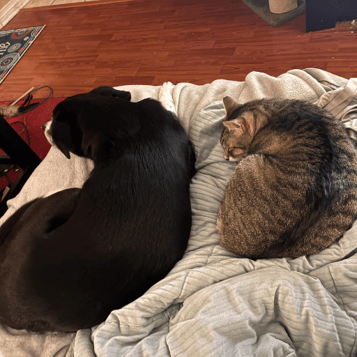 A black dog and tabby cat lying next to eachother. Proper introductions for dogs and cats gives them each space to get used to the other and slowly become friends.