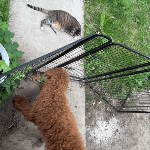 A young fluffy brown doodle on one side of a temporary fence with a tabby cat on the other, giving each of them space to explore the back yard.