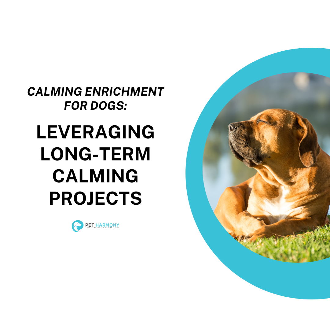 Calming Enrichment for Dogs: Leveraging Long-Term Calming Projects ...