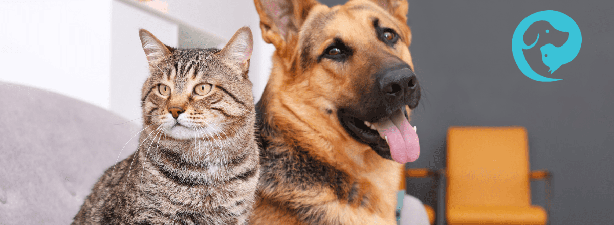 A tabby cat and German shepherd dog resting together.