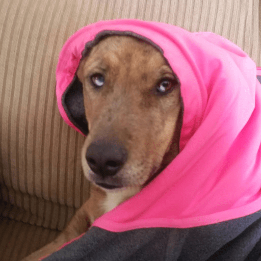 A brindle dog with different colored eyes under a pink blanket. Examining common reasons dogs won't sleep through the night.