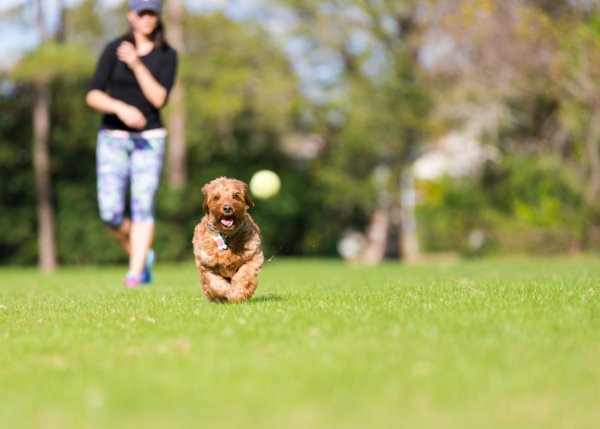 A brown puppy chases a ball, running through the grass. Their hair is blown back as they run. Mouth is open, ears are back.
