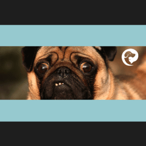Close up of a pug's wrinkly face and underbite. Common reasons dogs won't sleep through the night.