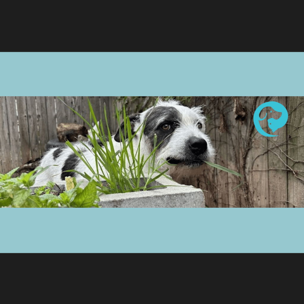 A scruffy mixed-breed dog sniffing and exploring a small backyard sensory garden with straw, tires, rocks, and logs