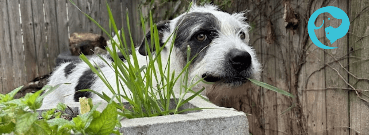 A scruffy mixed-breed dog sniffing and exploring a small backyard sensory garden with straw, tires, rocks, and logs