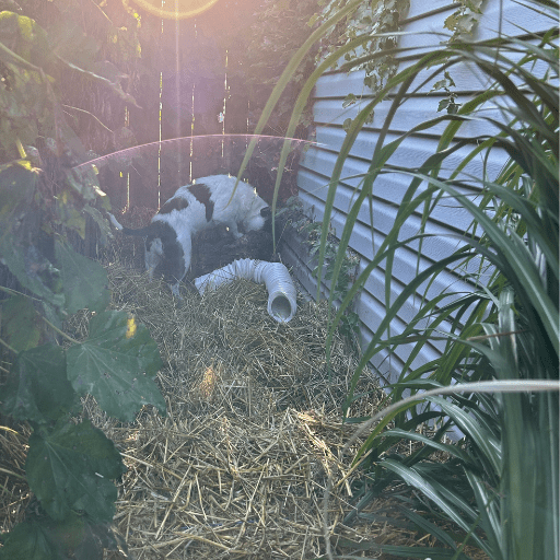 A scruffy white and dark grey dog sniffing and digging in some straw behind a garage.