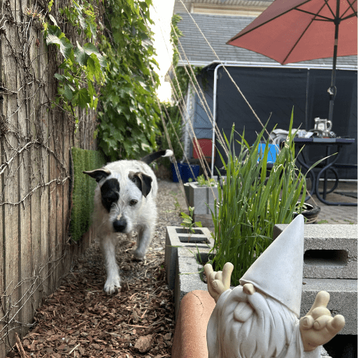 A scruffy white and dark grey dog walking along a fence with vines on it. There is a planter with oat grass growing in it. Free items from friends, cinder blocks and clay pipe, stacked and filled with plants in a sensory garden.