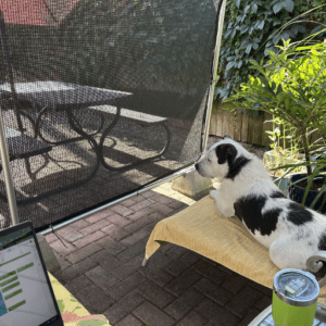 A scruffy white and dark grey dog lounging on a chair outdoors in the shade with his human.