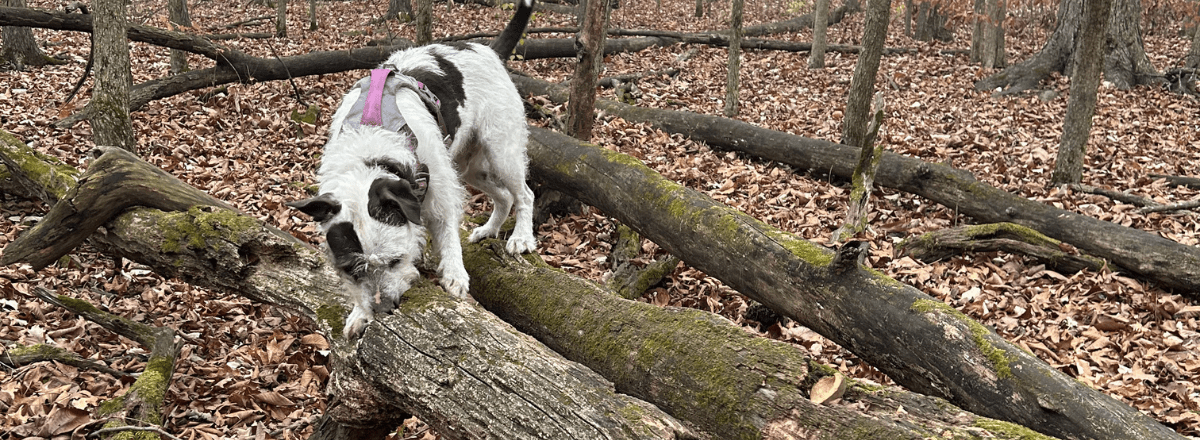 A scruffy white and dark grey dog balancing on top of a stack of fallen trees.