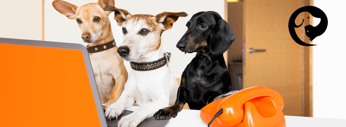 Three dogs sitting in front of a laptop. How to Track Your Dog's Behavior - Pet Harmony Training