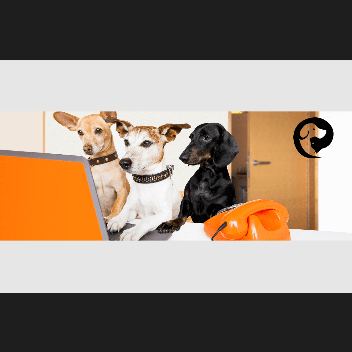 Three dogs sitting in front of a laptop. How to Track Your Dog's Behavior - Pet Harmony Training