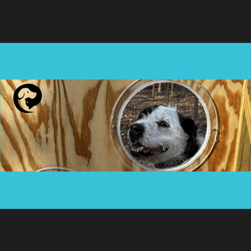 A scruffy white and dark grey dog looking through a round opening in a wooden wall