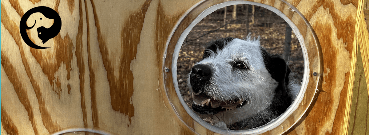 A scruffy white and dark grey dog looking through a round opening in a wooden wall