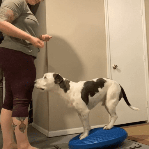 A white and dark grey dog balancing on an inflatable disc