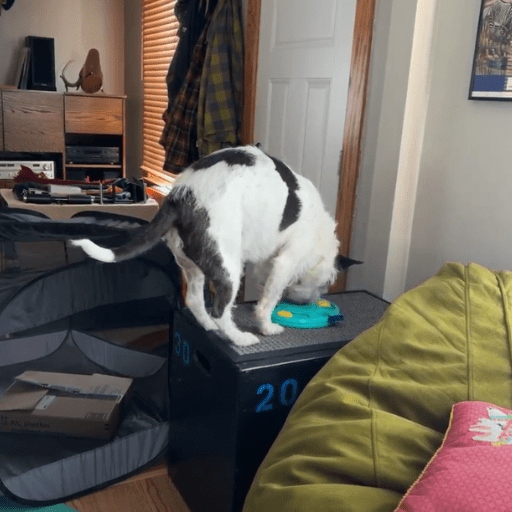 A scruffy white and dark grey dog standing on top of a black wooden box getting food out of a puzzle.