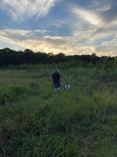 A field of green grass at sunset with a blue sky and whispy clouds. A tall man and a white and grey dog are walking in the field.