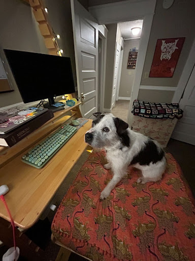 A scruffy white and gray dog sitting in front of a computer.