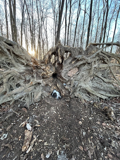 Exposed roots from a large overturned tree. A white and gray dog sticks his head out through a hole in the center of the roots.