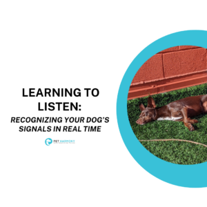 Brown dog laying on fake grass in the sun. Caption reads: Learning to Listen: Recognizing Your Dog's Signals in Real Time