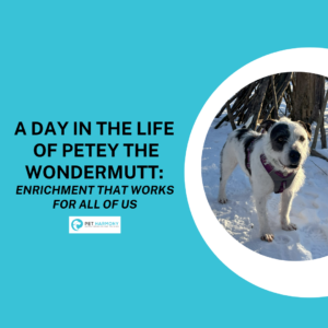Scruffy white and grey dog in a purple harness standing in the snow.